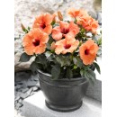 Гiбiскус Hibiscus комнатный